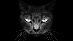 Close-up of a cat's face in a black and white photo. The cat's eyes are bright and piercing against its dark fur and background, with whiskers prominently displayed.