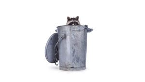 A raccoon peeks out from inside a metal trash can with the lid leaning against it, set against a plain white background.