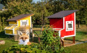 A fox stands in front of two colorful chicken coops, one yellow and one red, enclosed by a fenced garden area with trees in the background.