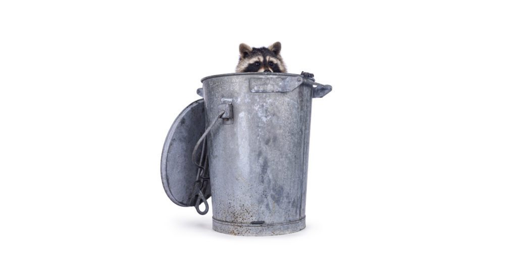 A raccoon peeks out from inside a metal trash can with the lid leaning against it, set against a plain white background.