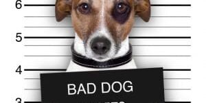 baddog_iStock_000023751696Small-e1392663430186