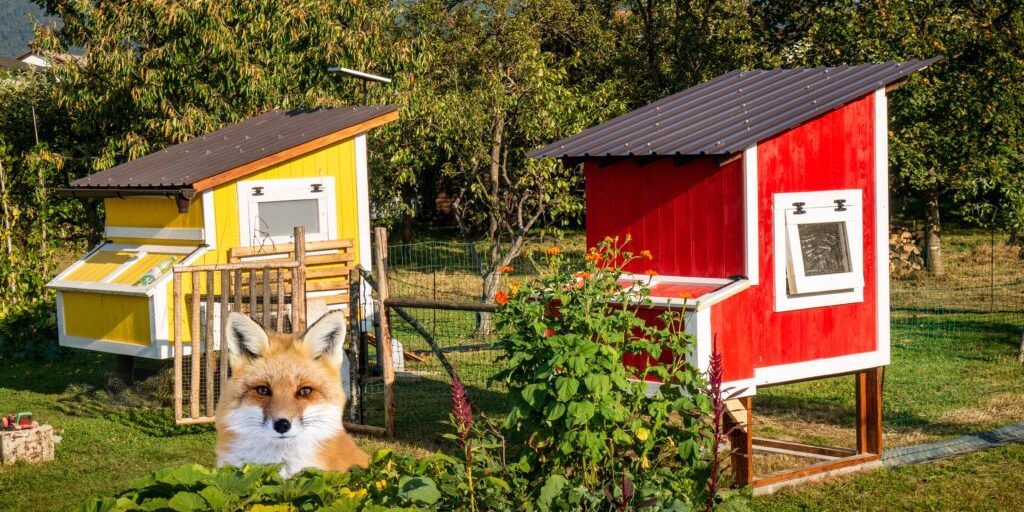 A fox stands in front of two colorful chicken coops, one yellow and one red, enclosed by a fenced garden area with trees in the background.